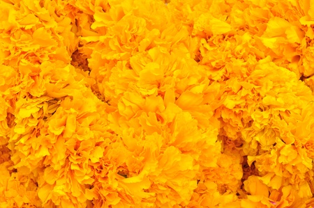 Marigold flowerの写真素材