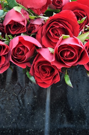 Rose with fountainの写真素材