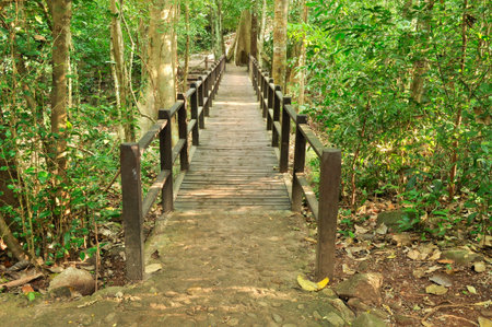 bridge in the forestの写真素材