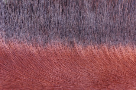 horse furの写真素材