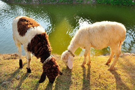 Goat eat the grass in the farmの写真素材