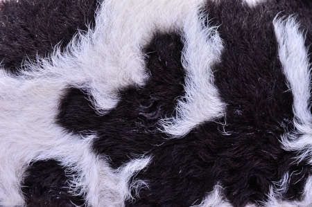 Goat furの写真素材