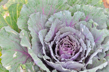 cabbage in the fieldの写真素材