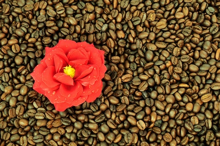 Coffee and flowerの写真素材