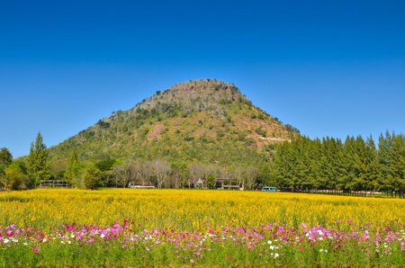 Mountain flowersの写真素材
