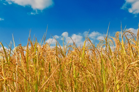 Golden rice field in blue skyの写真素材