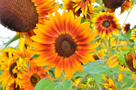 Beautiful spring sunflowersの写真素材