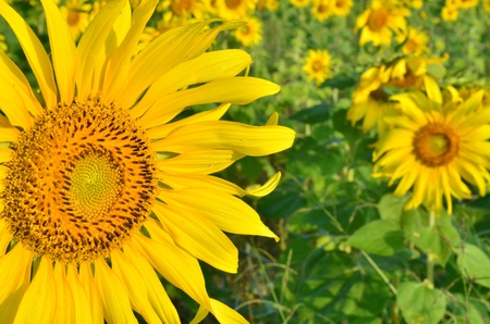 Beautiful sunflowers in the fieldの写真素材