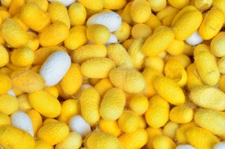 silkworm cocoon, yellow and white silk wormの写真素材