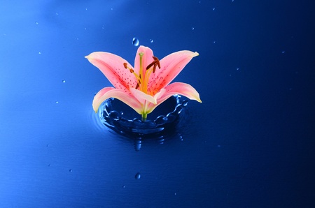 water drop with Pink Lilyの写真素材