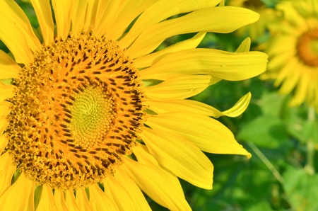 Beautiful sunflowers in the fieldの写真素材