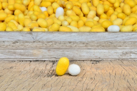 silkworm cocoon, yellow and white silk wormの写真素材