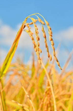 Golden rice fieldの写真素材
