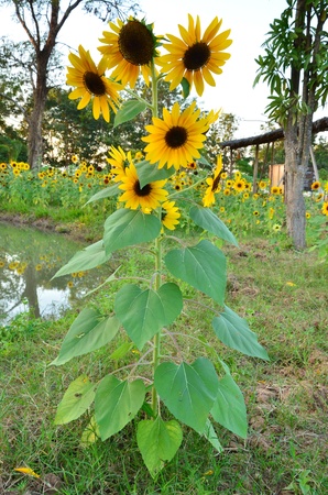 Beautiful sunflowers in the fieldの写真素材
