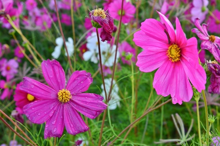 Beautiful Cosmos flowers in the fieldの写真素材