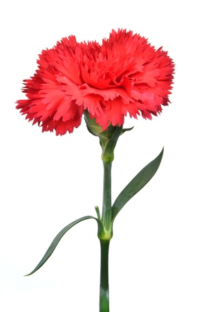 Red Carnation Isolated on white backgroundの写真素材