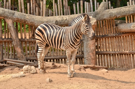 Zebra in the natureの写真素材