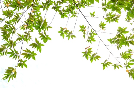 green leafs isolated on whiteのeditorial素材