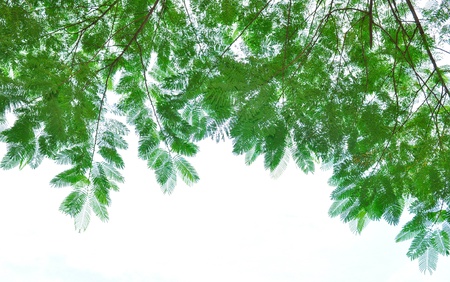 green leafs isolated on whiteのeditorial素材