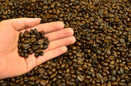 Fresh roasted coffee grain in handの写真素材