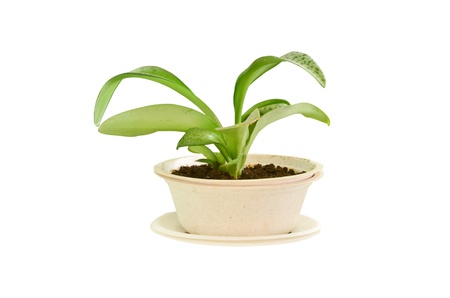 small plant in bagasse bowlの写真素材