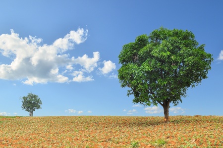 big and small trees in the field with blue skyの写真素材