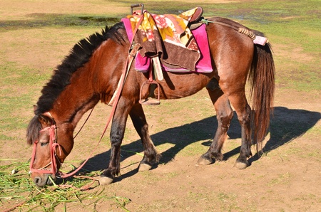 brown horse eat grass in the fieldの写真素材