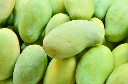 Fresh green mangoesの写真素材