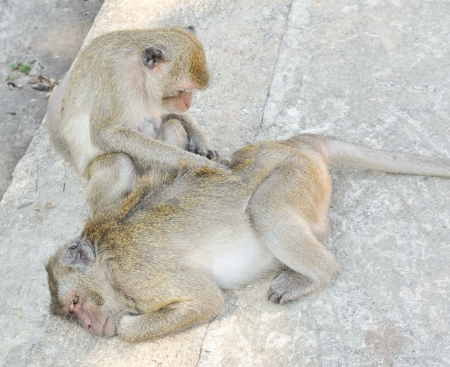 young monkeys playingの写真素材