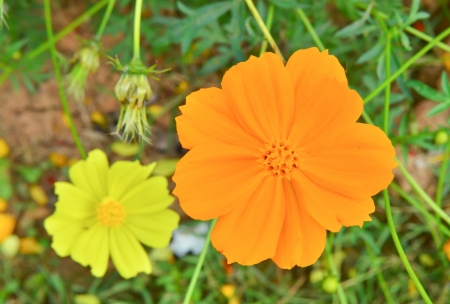 Beautiful Cosmos flowers in the gardenの写真素材
