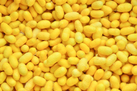silkworm cocoon background, yellow silk worm