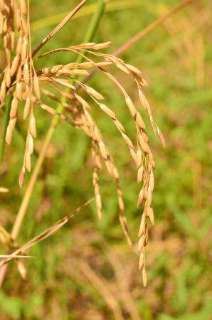 Golden rice fieldの写真素材