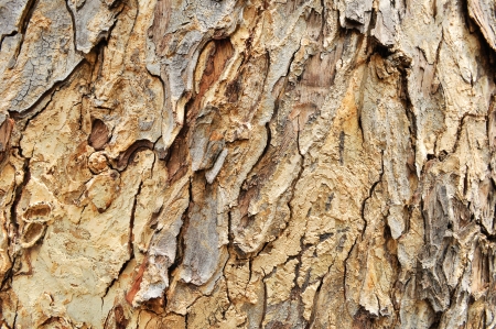 Old bark textureの写真素材