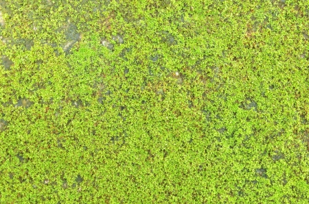 Ornamental plantsの写真素材