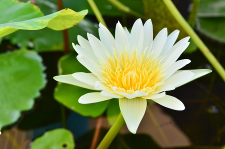 White lotus in the poolの写真素材