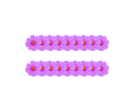 Equal sign, Cosmos flower alphabet isolated on white backgroundの写真素材