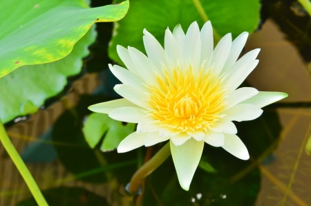 White lotus in the poolの写真素材