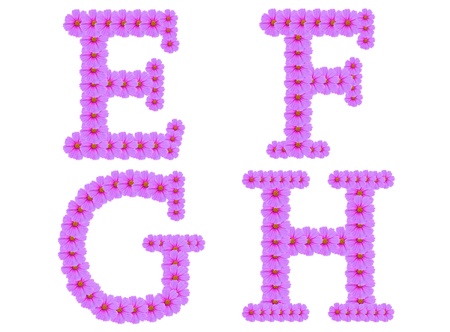 Alphabet E F G H, Cosmos flower alphabet isolated on whiteの写真素材