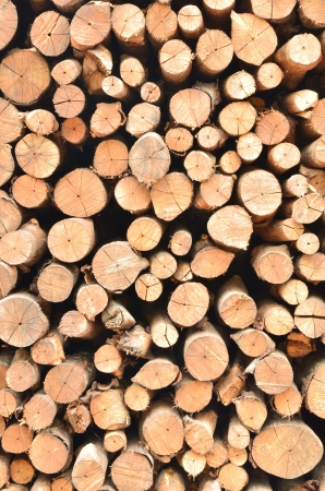 Pile of wood logsの写真素材