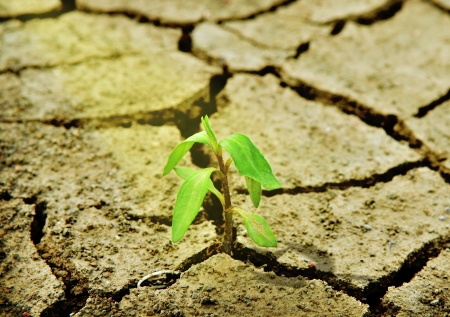 Fresh green tree growing through dry cracked soilの写真素材