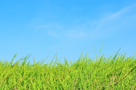Green grass field and blue skyの写真素材