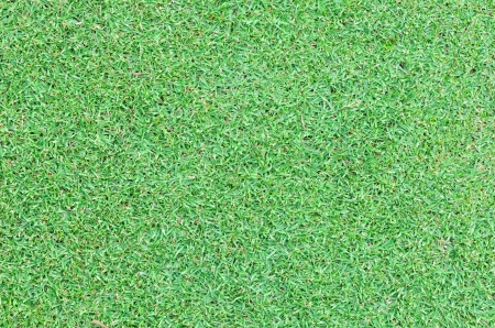 Beautiful green grass textureの写真素材