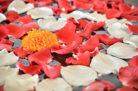 Close up of Marigold flower and petal of red and white rose on the surface of water の写真素材