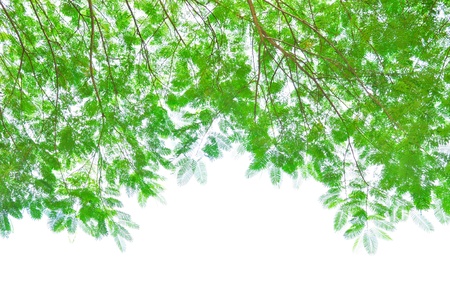 Green leafs isolated on white backgroundの写真素材