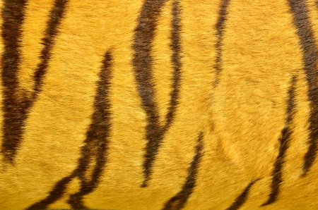 Beautiful tiger fur textureの写真素材