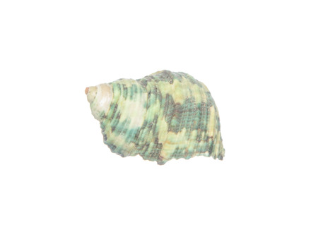 Seashell isolated on white backgroundの写真素材