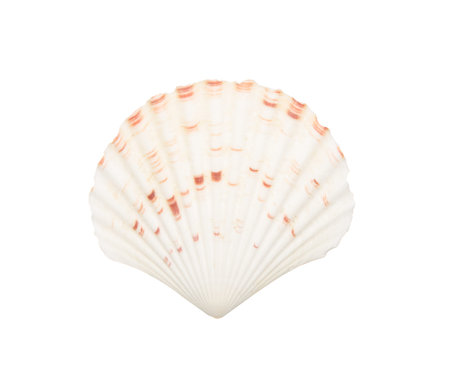 Seashell isolated on white background