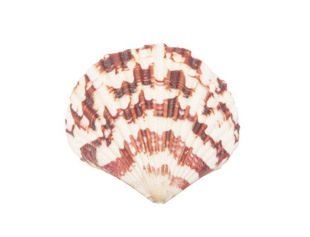 Seashell isolated on white background