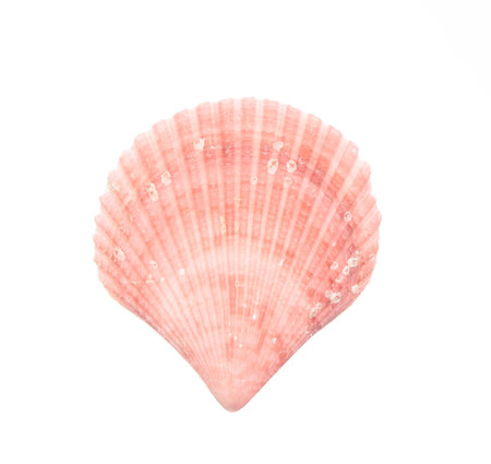 Seashell isolated on white backgroundの写真素材
