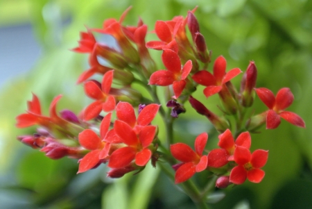 Beautiful red flowersの素材